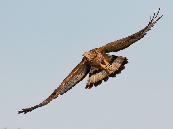 Idänmehiläishaukka, Crested Honey Buzzard, Pernis ptilorhynchos